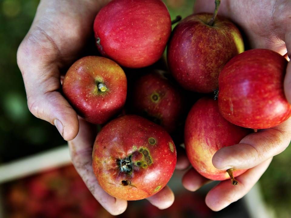 Som æblenation er der ikke mangel på frugterne herhjemme. "Danmark har så også en af de bedste ciderproducenter i verden – det ville vi gerne understøtte og være med til at bære videre," siger adm. direktør i To Øl, Tore Gynther. (ARKIV) | Foto: Martin Lehmann