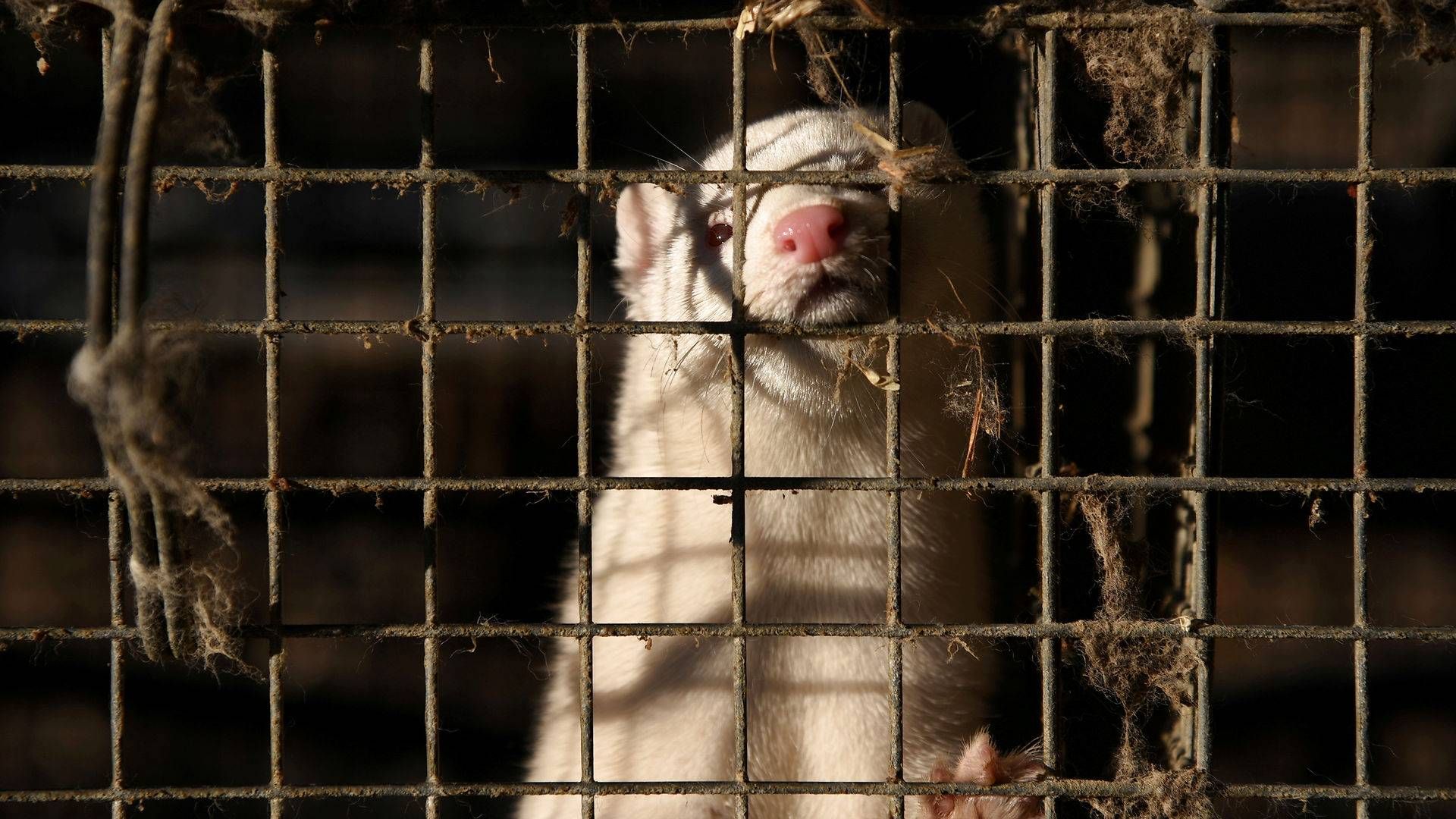 Afviklingen af minkbranchen truer ikke den finansielle sektor. | Foto: Alexandros Avramidis/Reuters/Ritzau Scanpix