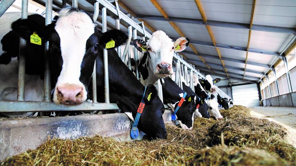 Det svenske firma Delaval vil udvide sin mælkebedrift nær sit hovedkvarter fra 260 til 550 malkekøer. | Foto: PR Delaval