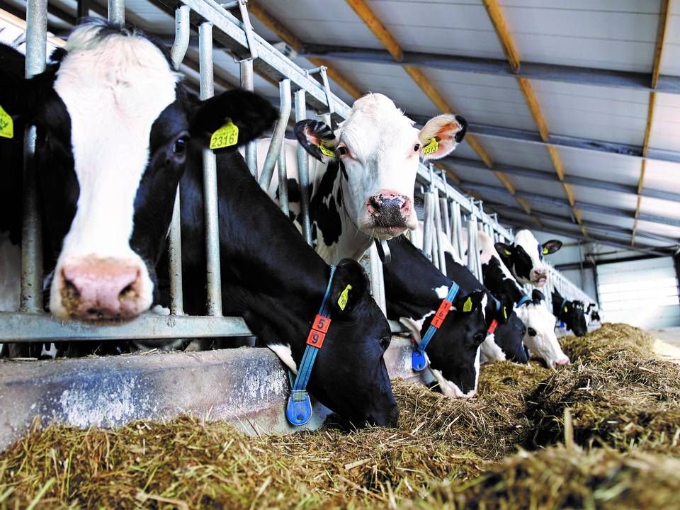 Det svenske firma Delaval vil udvide sin mælkebedrift nær sit hovedkvarter fra 260 til 550 malkekøer. | Foto: PR Delaval