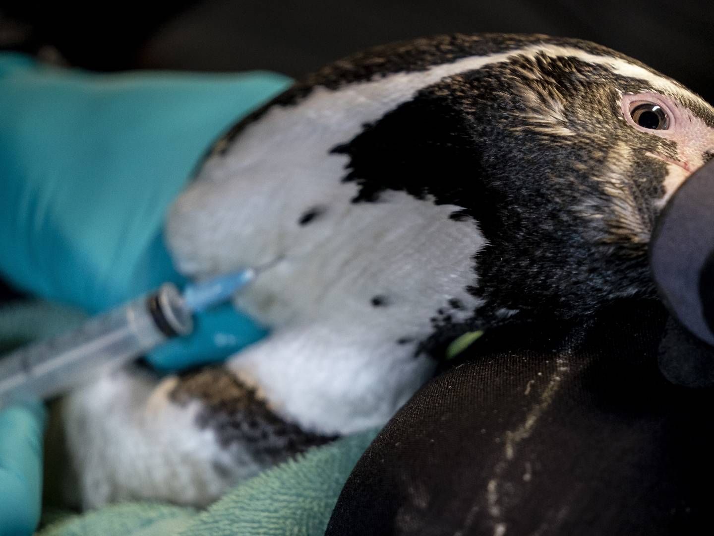 I Danmark vaccineres bl.a. pingvinerne i Zoo mod fugleinfluenza årligt. | Foto: Mads Claus Rasmussen/Ritzau Scanpix