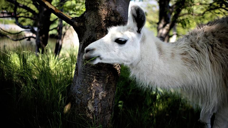 Biotekselskabet Twist Bioscience undersøger sammen med det amerikanske militær, om lamaer kan indeholde antistoffer, der kan udvikles til en billig behandling mod covid-19. | Foto: Martin Lehmann