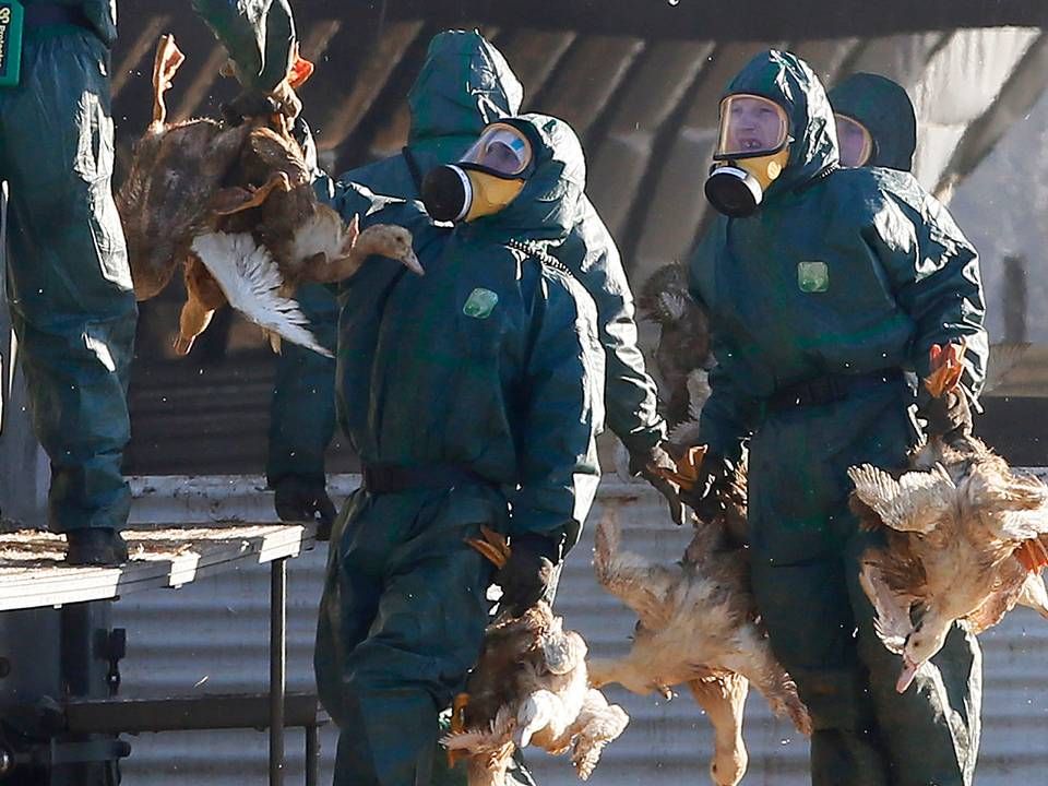 Franske myndigheder rydder en farm for ænder ved et tilfælde af fugleinfluenzaen H5N8 i 2017. | Foto: Bob Edme/AP/Ritzau Scanpix