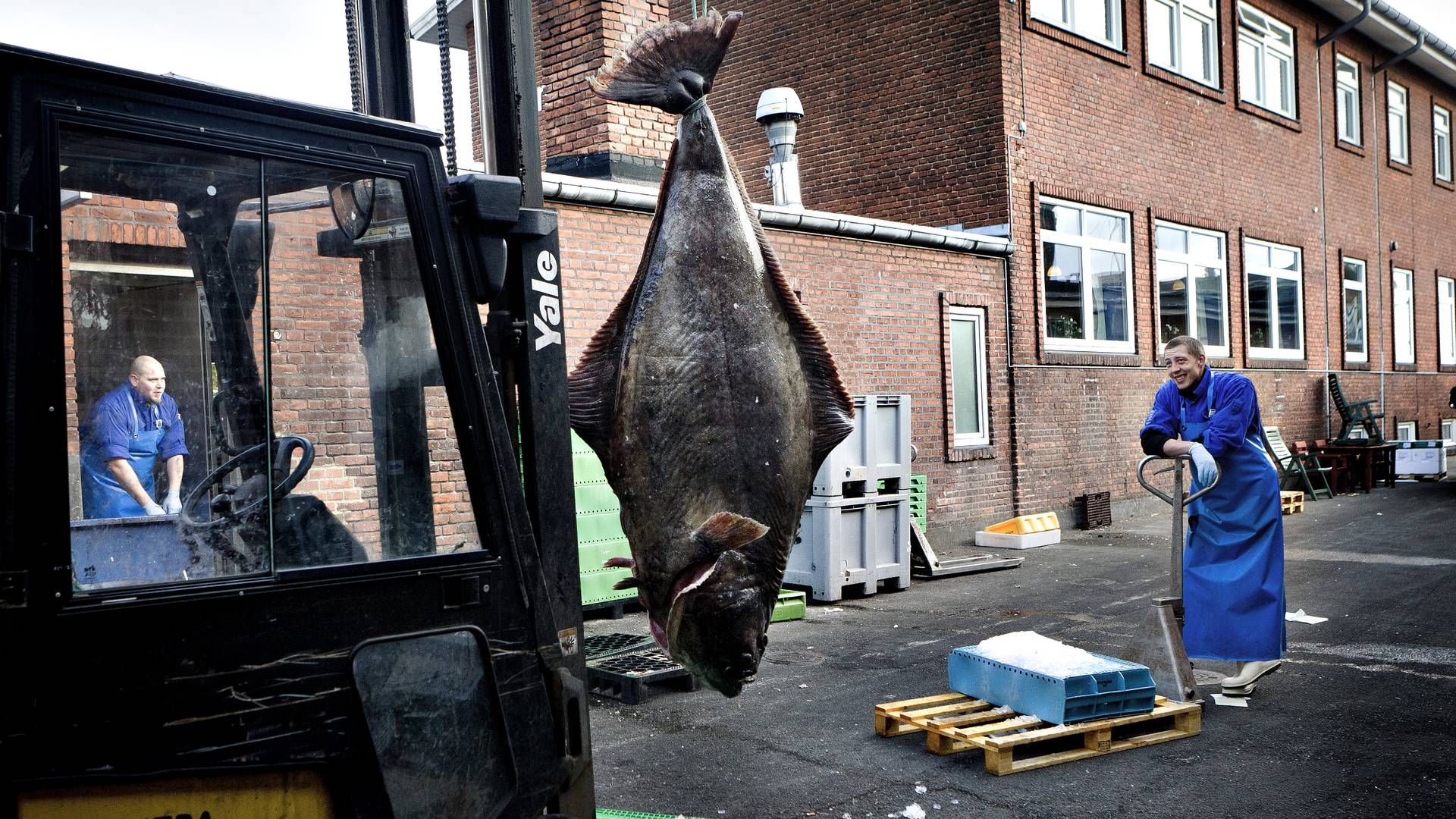 Helleflyndere kan i naturen blive op til 2 meter lange og veje 300 kilo. Her er helleflynder på havnen i Aarhus i 2011. | Foto: Cathrine Kjærø Ulf Ertmann/JPA