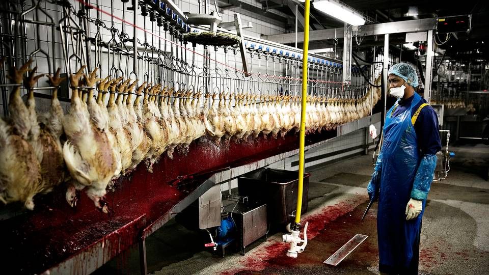 På kyllingeslagteriet Danpo ved Aars i Nordjylland slagtes kyllinger i tusindvis hver dag. De er halal fordi de blandt andet overvåges af en imam, der fremsiger bønner ved slagtningen. Men Kylligerne er bedøvede først, og Danmark kan blive ved med at opretholde den regel, efter EU-domstolen er blevet prøvet om, hvorvidt religion står over dyrevelfærd. | Foto: Joachim Adrian/Politiken/Ritzau Scanpix