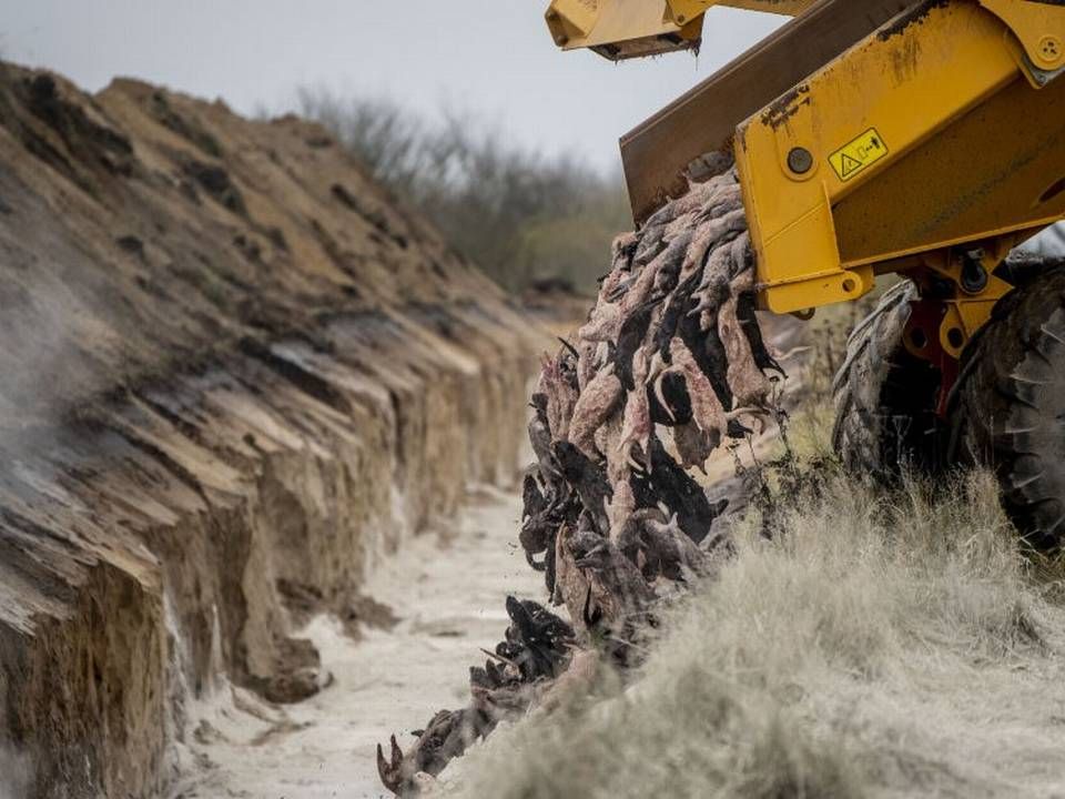 Mange mink blev gravet ned, da vurderingen lød, at der ikke var kapacitet til at brænde dem af. Men det var der måske alligevel. | Foto: Morten Stricker/Ritzau Scanpix