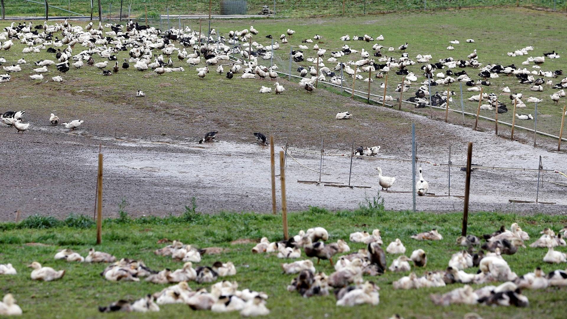 Foto: Regis Duvignau/Reuters/Ritzau Scanpix