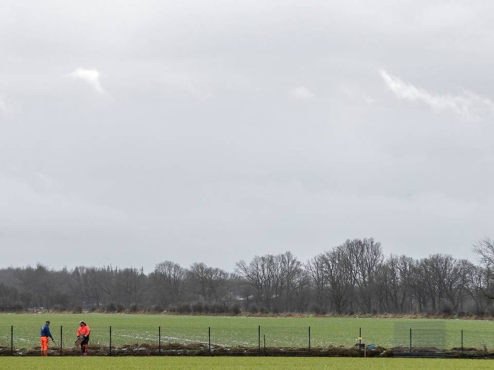 I Danmark har vildsvinehegnet lige som i Tyskland været udsat for hærværk. Der er særligt begået hærværk ved strækningen gennem Kollund Skov. | Foto: Peter Hove Olesen/Ritzau Scanpix