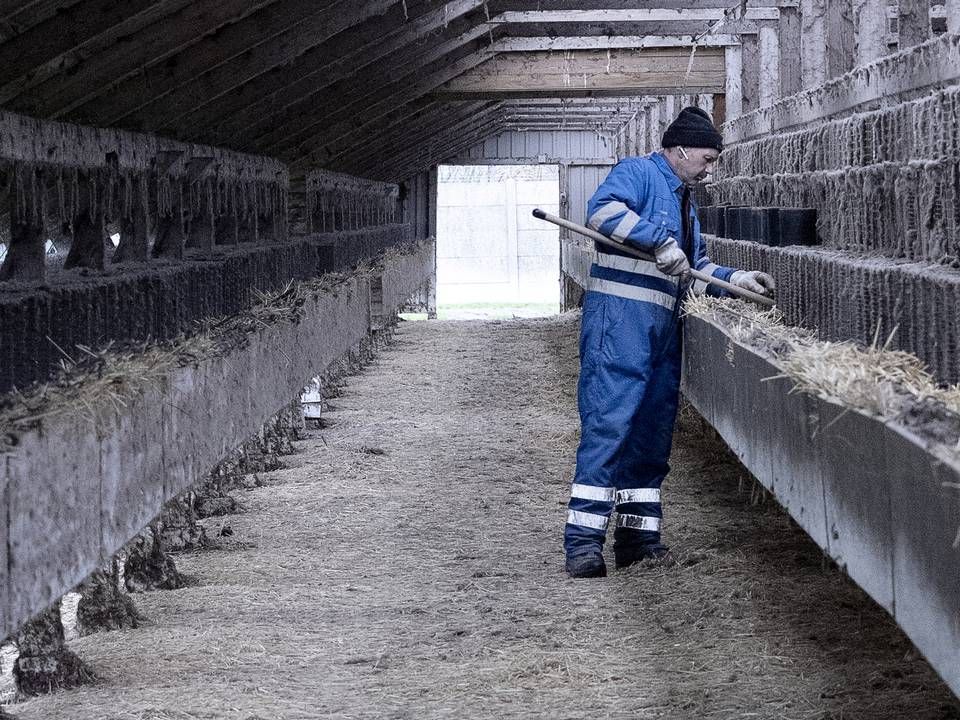 "Vi ser for os, at det er i februar måned, hvor de aconto-penge kommer for tempobonus og den skindpris, man har tabt i 2020, og så må vi vente lidt længere på den fulde erstatning. Det kræver jo en politisk aftale med 90 mandater bag," siger Rasmus Prehn til DR. | Foto: Marius Renner