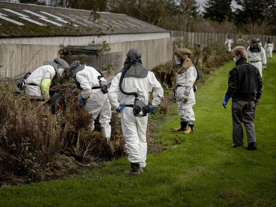 Ifølge Fødevarestyrelsen var der i Danmark 1139 minkfarme, hvilket vil betyde en erstatning på knap 16 millioner kroner per farm i runde tal. Det er dog afhængigt af, hvordan den endelige aftale kommer til at se ud. | Foto: Casper Dalhoff/IND