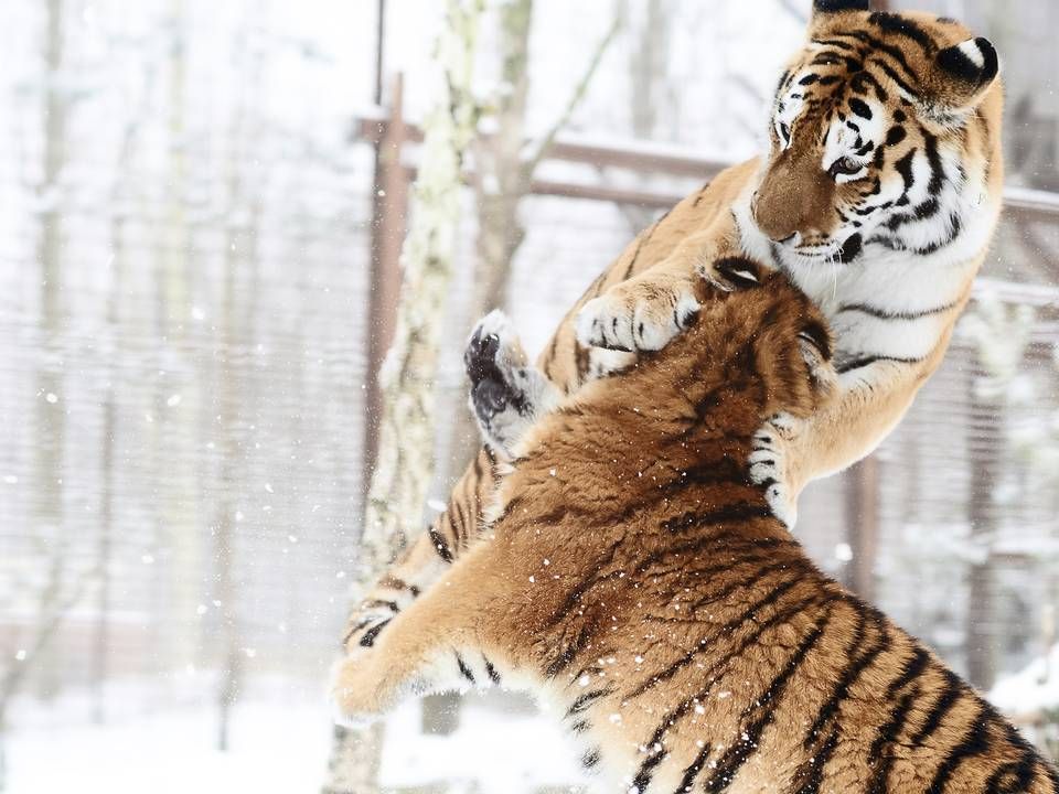 Sibiriske tigere leger i sneen i Odense Zoo. (Arkiv) | Foto: Odense Zoo / Ard Jongsma