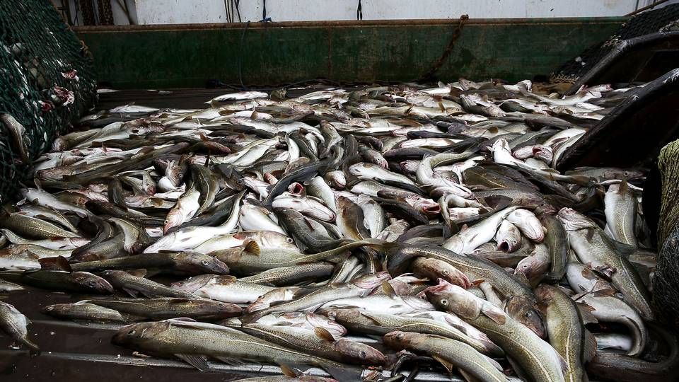 EU vil med en ny fiskeriaftale med Norge undgå, at man fremover risikerer at stå i en situation, hvor europæiske fiskere ikke kan fiske i norsk farvand fra starten af året, fordi det har været svært at komme til enighed om de årlige kvoter. | Foto: Per Folkver/Politiken/Ritzau Scanpix