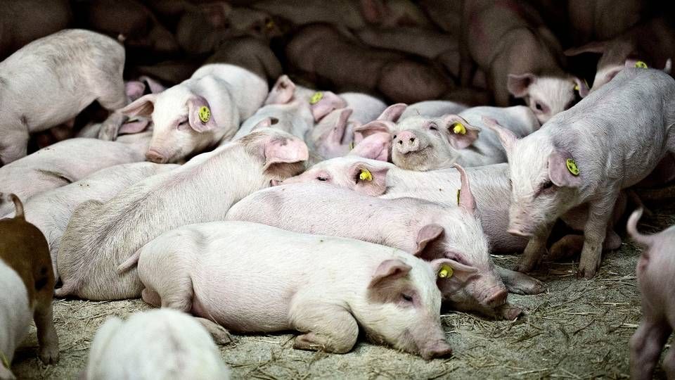 Fra 1. december skal der produceres langt flere grise ved Havnsø på Vestsjælland. | Foto: Joachim Adrian/Politiken/Ritzau Scanpix