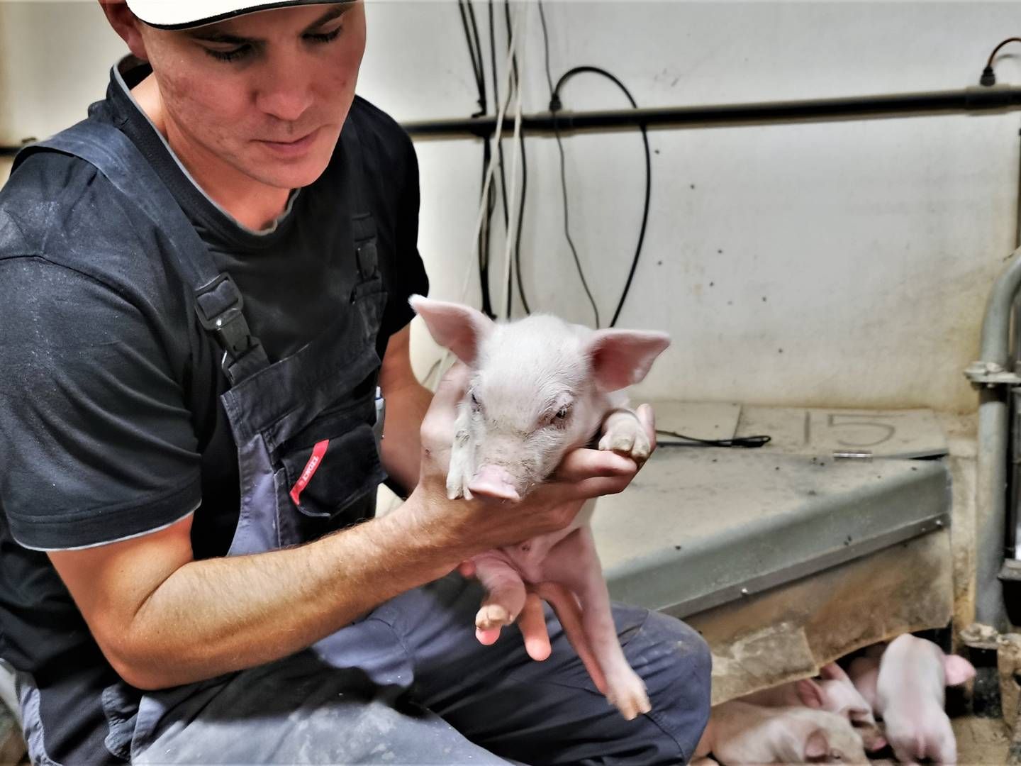 Kim Kjær Knudsen trådte efter sin uddannelse som agrarøkonom ind i landbruget i 2008. Siden er Kjær Knudsen blevet en af de største svineproducenter i Danmark. | Foto: Peter Høyer/Watch Medier