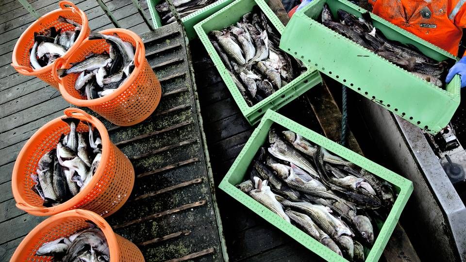 En advokat er blandt de tiltalte i stor fiskekvotesag. | Foto: Joachim Adrian