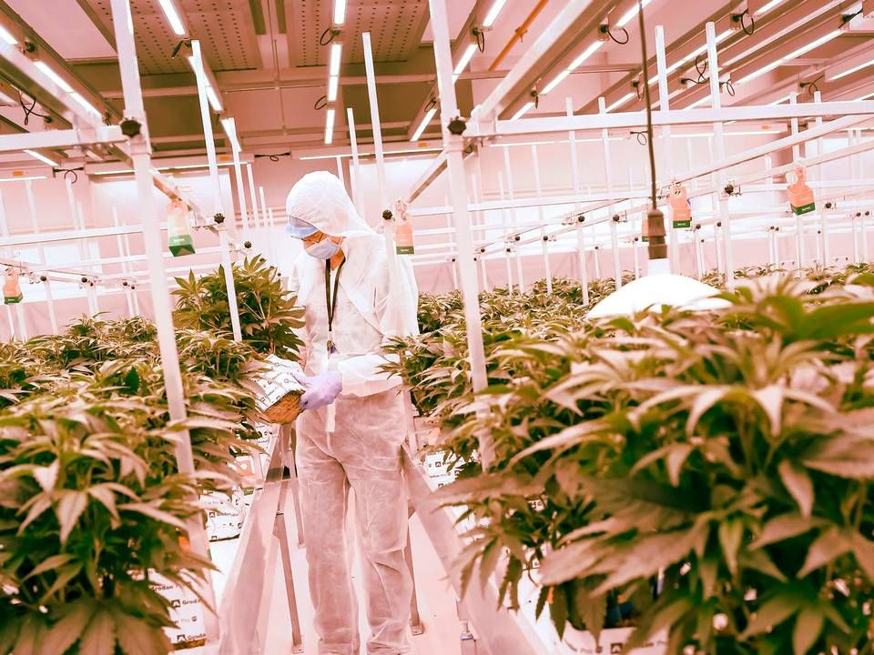 Fertin Pharma håber i år at kunne have de første godkendte cannabisprodukter parat fra den canadiske fabrik. I USA åbner det amerikanske marked forhåbentligt. Derefter er forventningen, at det bliver et multimilliardmarked. | Foto: Christian Charisius/AP/Ritzau Scanpix