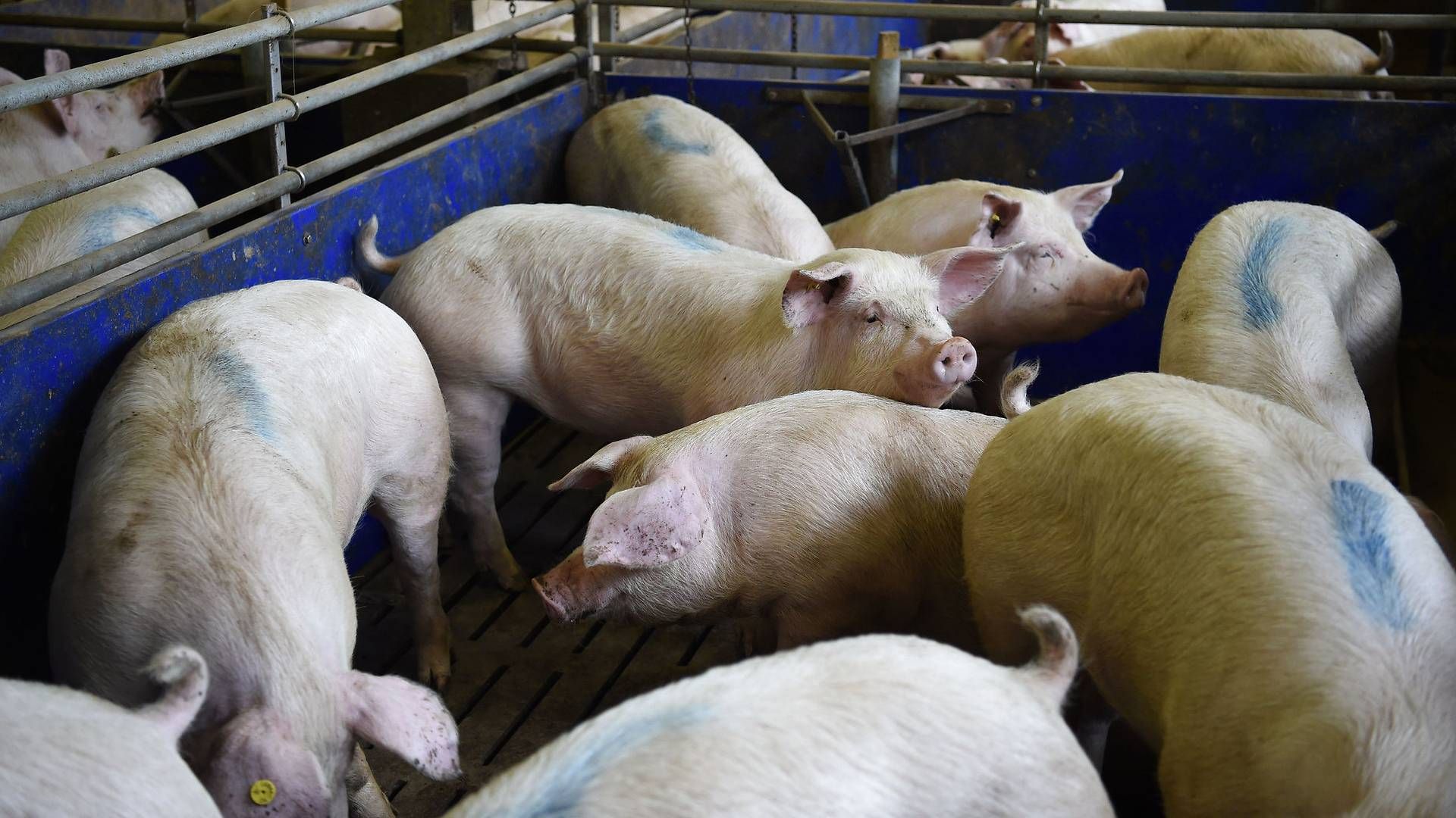 Nogle virksomheder står klar med løsninger til at mindske landbrugets udledninger. | Foto: Carmen Jaspersen/AP/Ritzau Scanpix