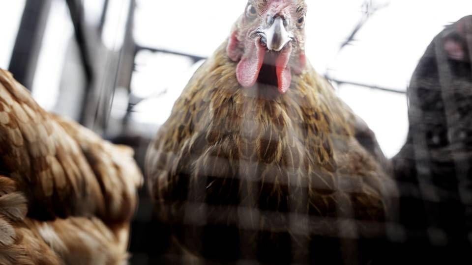 "H5N8 er meget smitsom, og vi gør alt hvad vi kan for at forhindre, at fugleinfluenzaen spreder sig til andre fugle. For at bremse smitten, indfører vi restriktioner for fjerkræejere i området," udtaler Tim Petersen, souschef i Fødevarestyrelsen. | Foto: Lasse Kofod