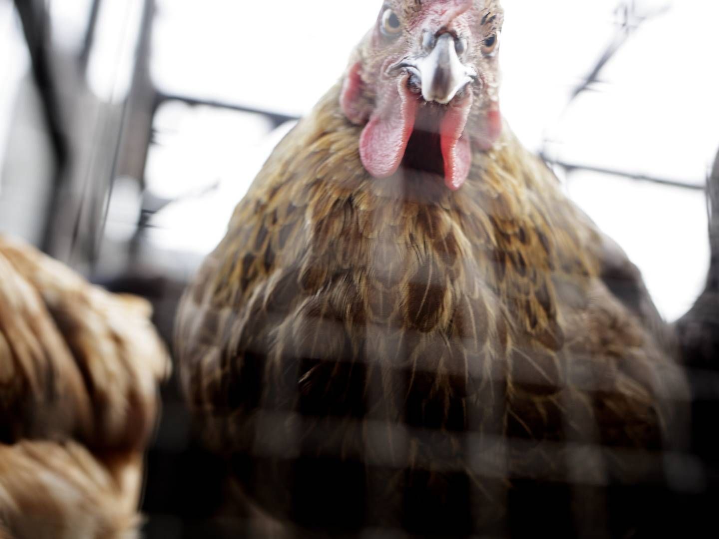"H5N8 er meget smitsom, og vi gør alt hvad vi kan for at forhindre, at fugleinfluenzaen spreder sig til andre fugle. For at bremse smitten, indfører vi restriktioner for fjerkræejere i området," udtaler Tim Petersen, souschef i Fødevarestyrelsen. | Foto: Lasse Kofod