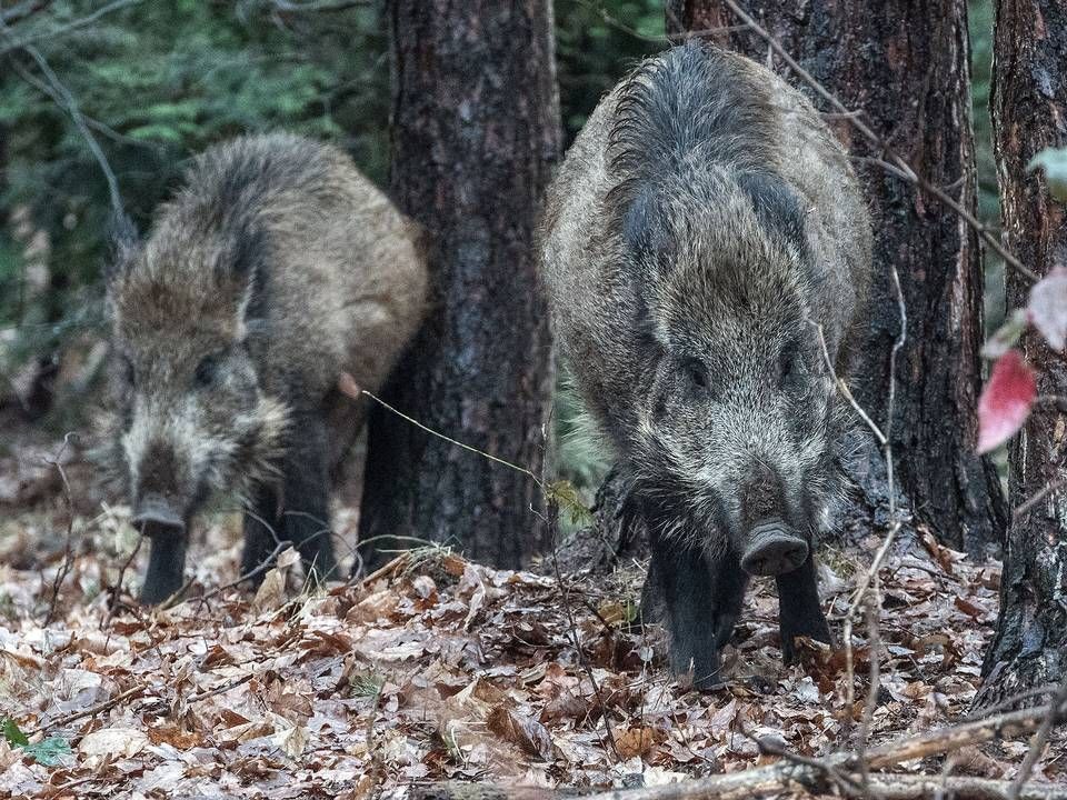 Foto: Paul Zinken/AP/Ritzau Scanpix