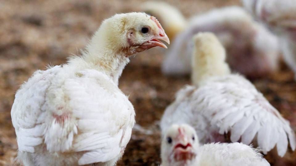 Foto: Enny Nuraheni/Reuters/Ritzau Scanpix