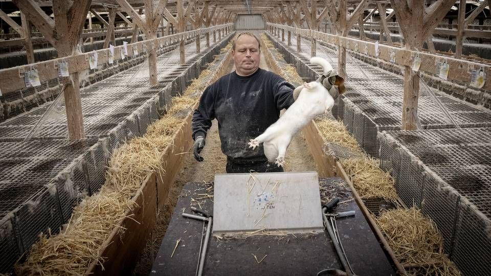 Minkfarmer Erik Thomsen slog i efteråret sine dyr ned. (Arkivfoto) | Foto: Casper Dalhoff/Ritzau Scanpix