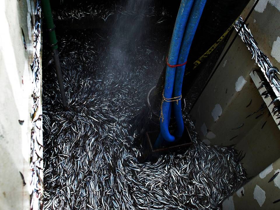 Briterne ønsker pludselig ikke længere at tillade industrielt fiskeri af blandt andet tobis i britisk farvand, hvilket er et kæmpe problem for danske fiskere, der sidder på 94 pct. af EU's fiskekvote i Storbritannien af den art. | Foto: Graversen Anita/Jyllands-Posten/Ritzau Scanpix