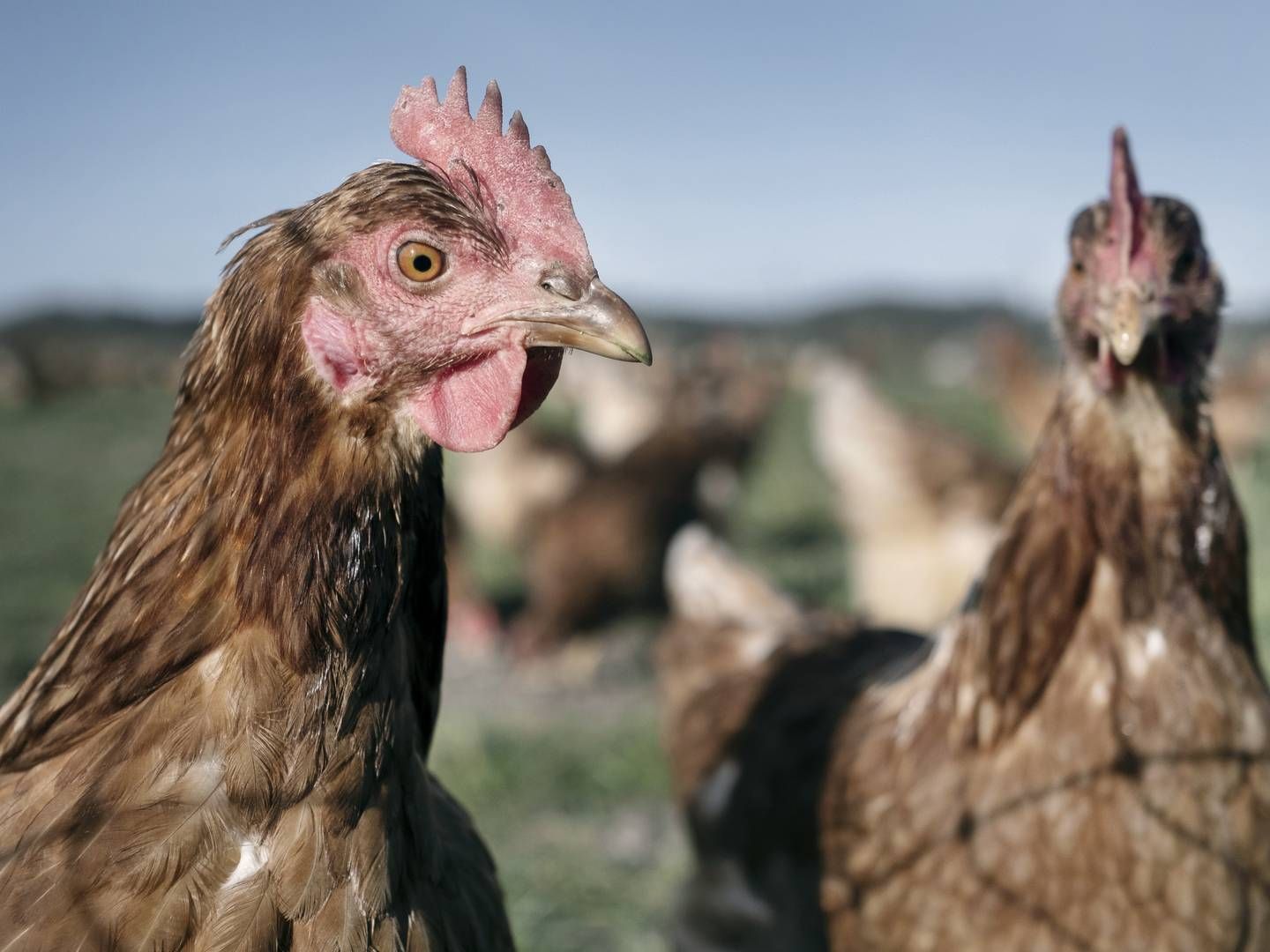 Økologer krav om æg på — AgriWatch