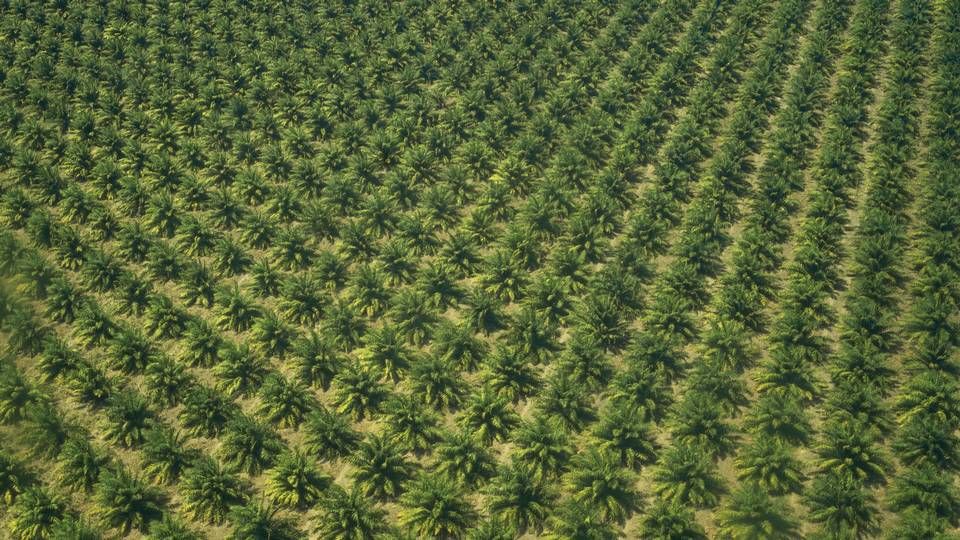 Siden 2014 har Rema 1000 ikke tilladt palmeolie som ingrediens i leverandørers nye produkter. | Foto: Mads Nissen