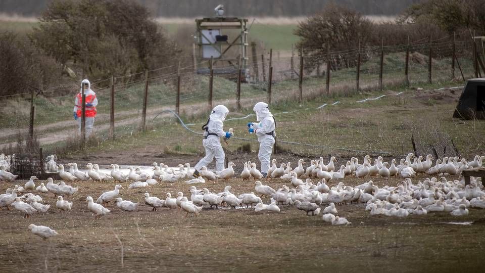 Foto: Morten Stricker/Jysk Fynske Medier/Ritzau Scanpix