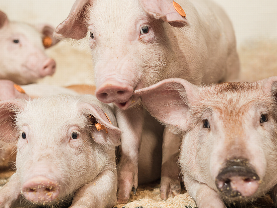 Grisene hober sig op i staldene på en række store danskejede svinefarme i Ukraine. I dele af landet er slagterierne lukket og distributionen brudt sammen. | Foto: PR Goodvalley