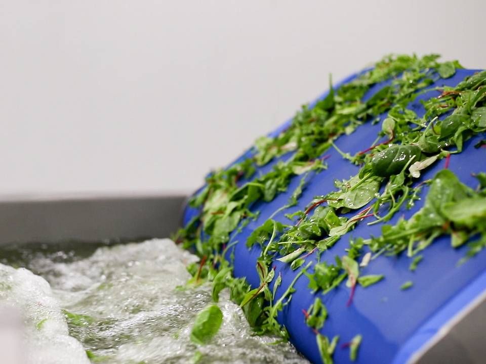 På 15 produktionslinjer skal der i fremtiden skyldes og forarbejdes salater og grønt til koncepter, der sælges i hele Norden. | Foto: PR / Greenfood