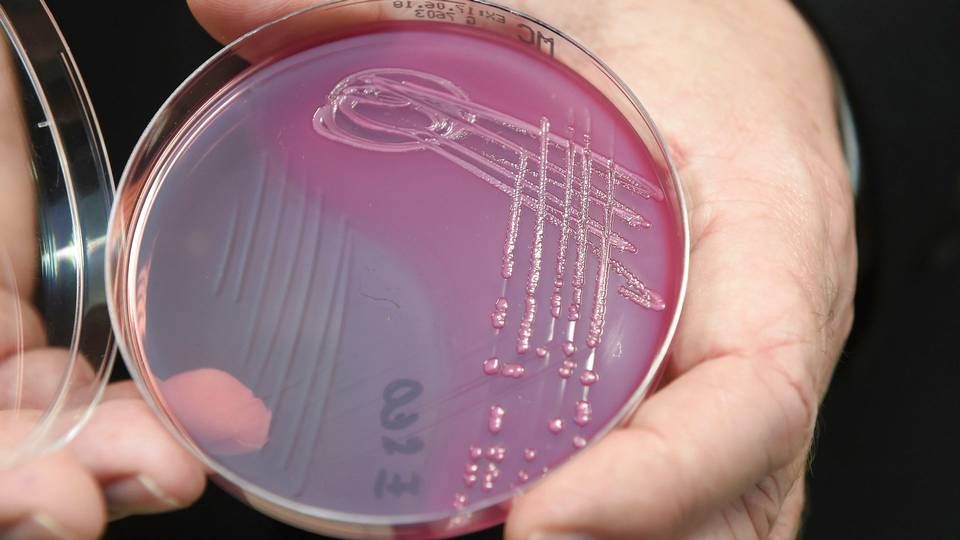 E.coli er en af de bakterier, som der er særlig stor bevågenhed omkring i forhold til antibiotikaresistens. | Foto: Ludek Perina/AP/Ritzau Scanpix