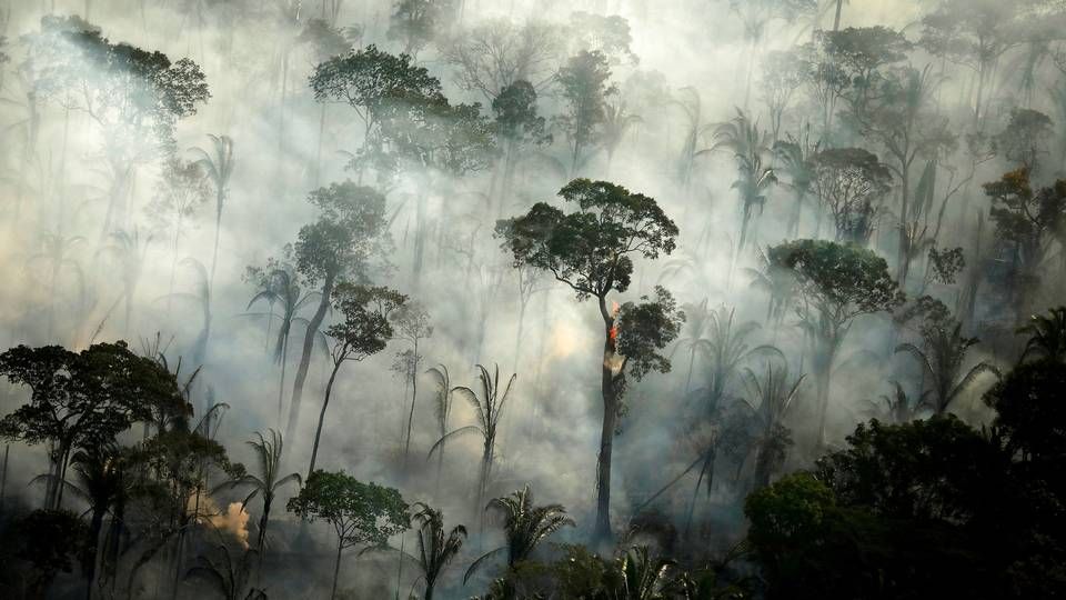 Skovrydning i Brasilien kan føre til boykot af produkter fra landet. | Foto: Bruno Kelly/Reuters/Ritzau Scanpix