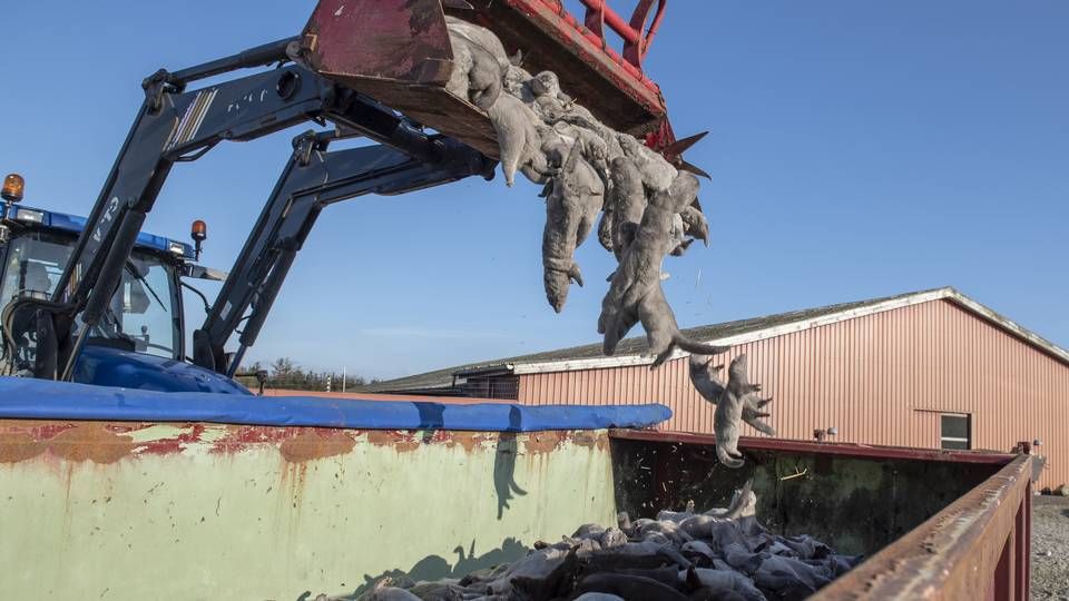 Omkring 13.000 ton døde mink blev begravet på to militærområder i Midt- og Vestjylland. | Foto: René Schütze