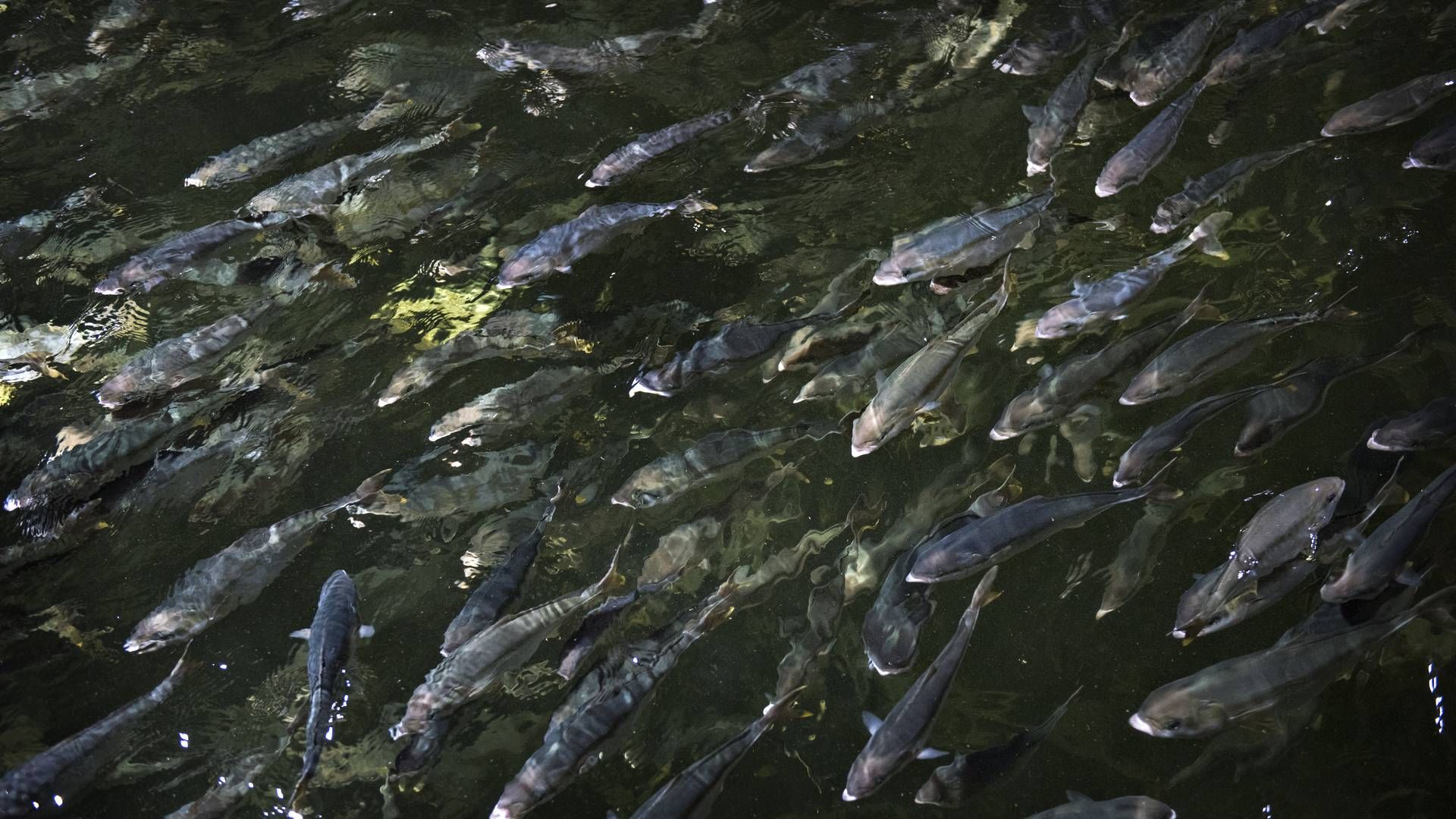 Sashimi Royal vil opdrætte langt flere kingfish til brug for især restauranter. | Foto: Brian Karmark/ERH