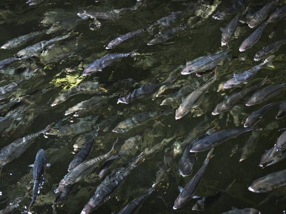 Sashimi Royal vil opdrætte langt flere kingfish til brug for især restauranter. | Foto: Brian Karmark/ERH