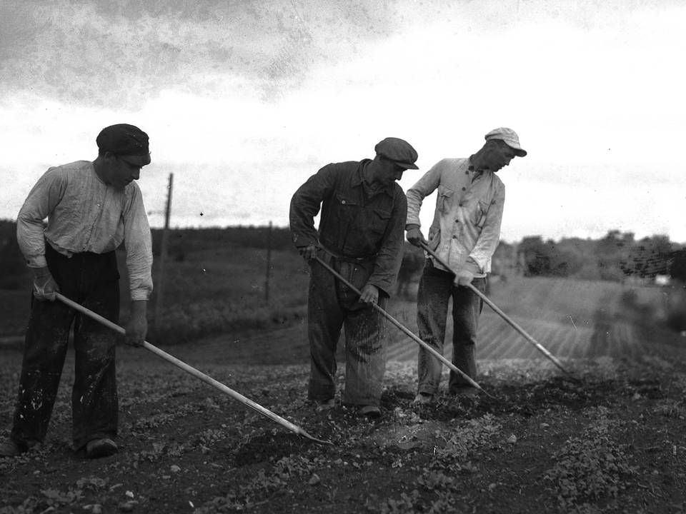 J.A.K.-bevægelsen havde sit udspring af landbrugskrisen i 1930'erne. Billedet her er fra Politikens arkiv og viser tre markarbejdere, der hakker roer, i årene omkring 1930. | Foto: Tage Christensen/POLARCHIVE