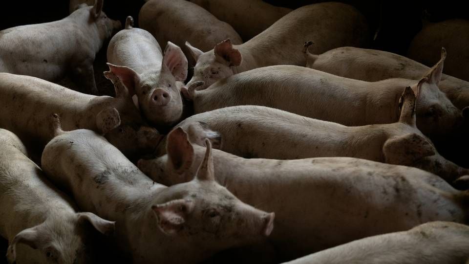 Landmændene får lavere priser på svinekød. | Foto: Peter Hove Olesen