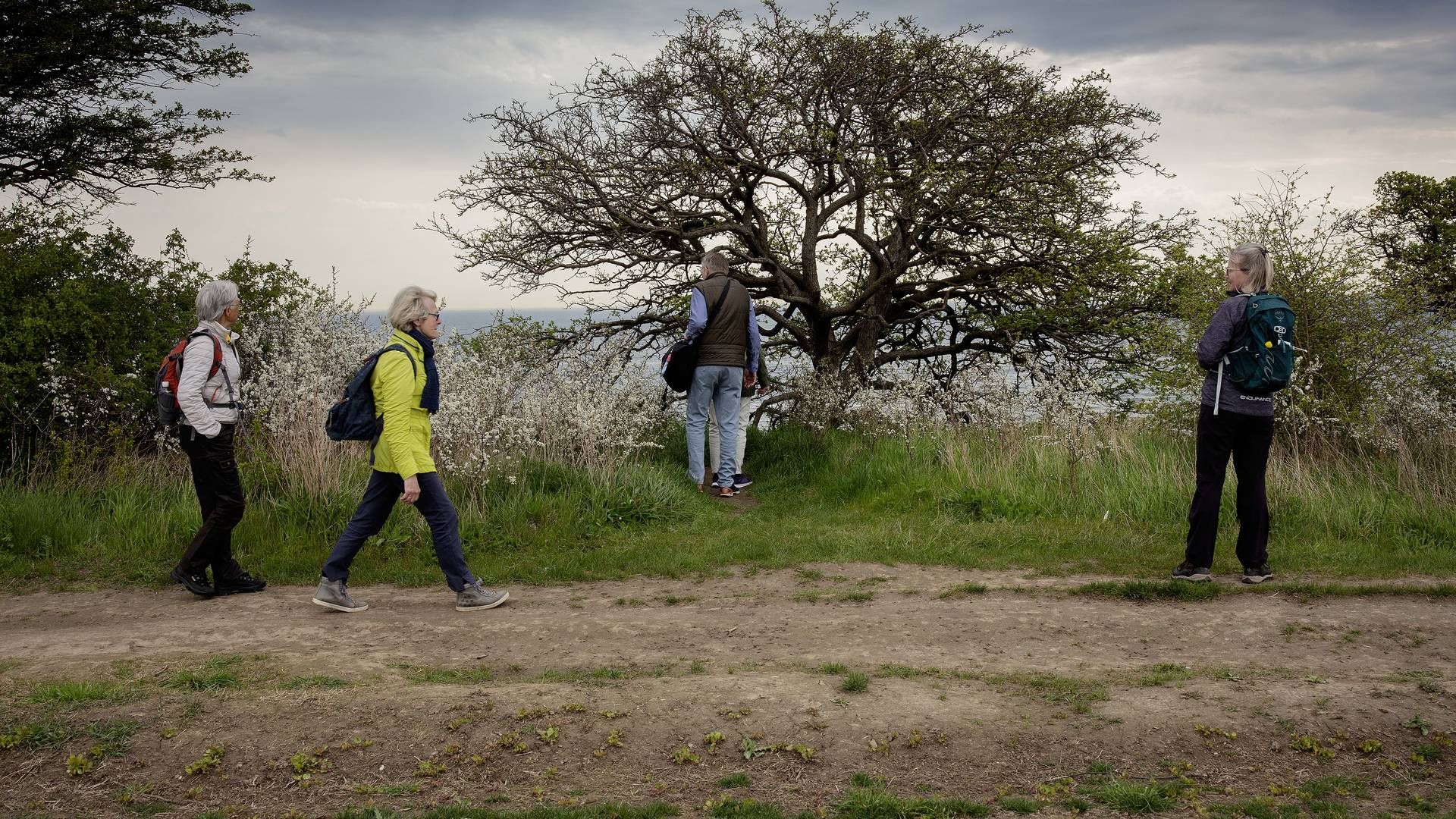 Med "snapseruter", "ginruter" og "brændevindsruter" vil VSOD sende turister mod de danske destillarier. (ILLUSTRATION) | Foto: Martin Lehmann