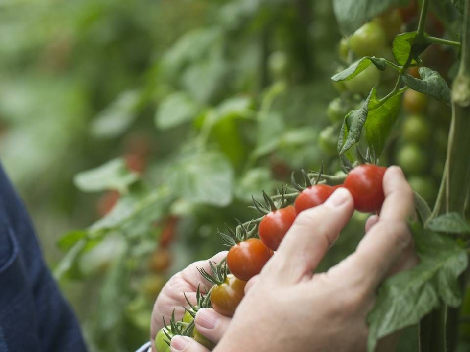 For 15 år siden kunne Mads Pedersen som formand for væksthusgartnerne tælle 43 tomatproducenter. I dag er der seks danske gartnerier, der dyrker tomater. | Foto: Benjamin Nørskov