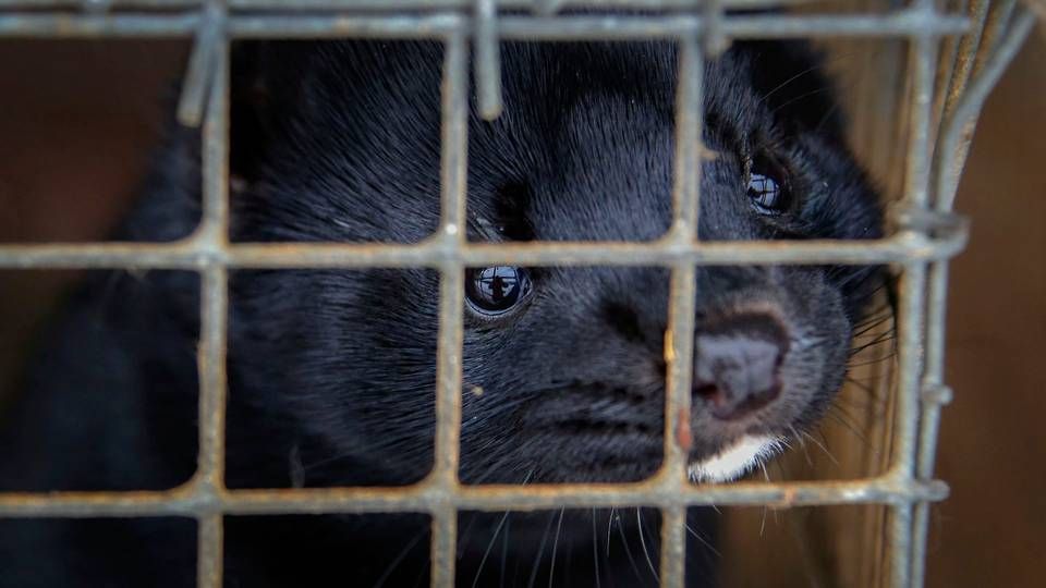 Foto: Sergei Grits/AP/Ritzau Scanpix