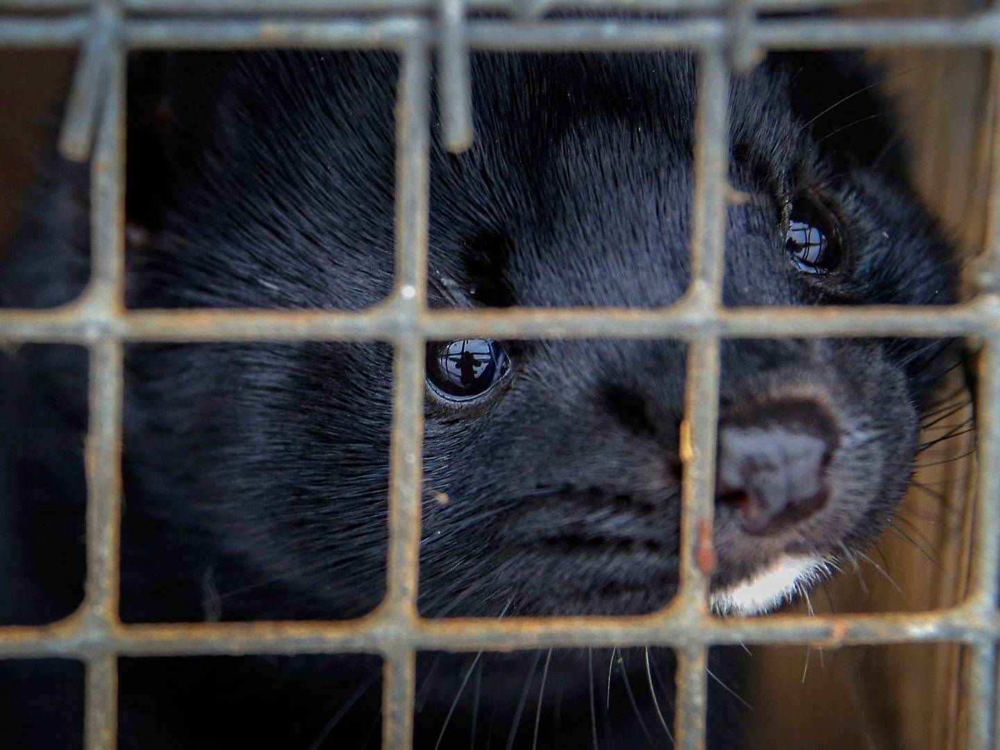 Foto: Sergei Grits/AP/Ritzau Scanpix