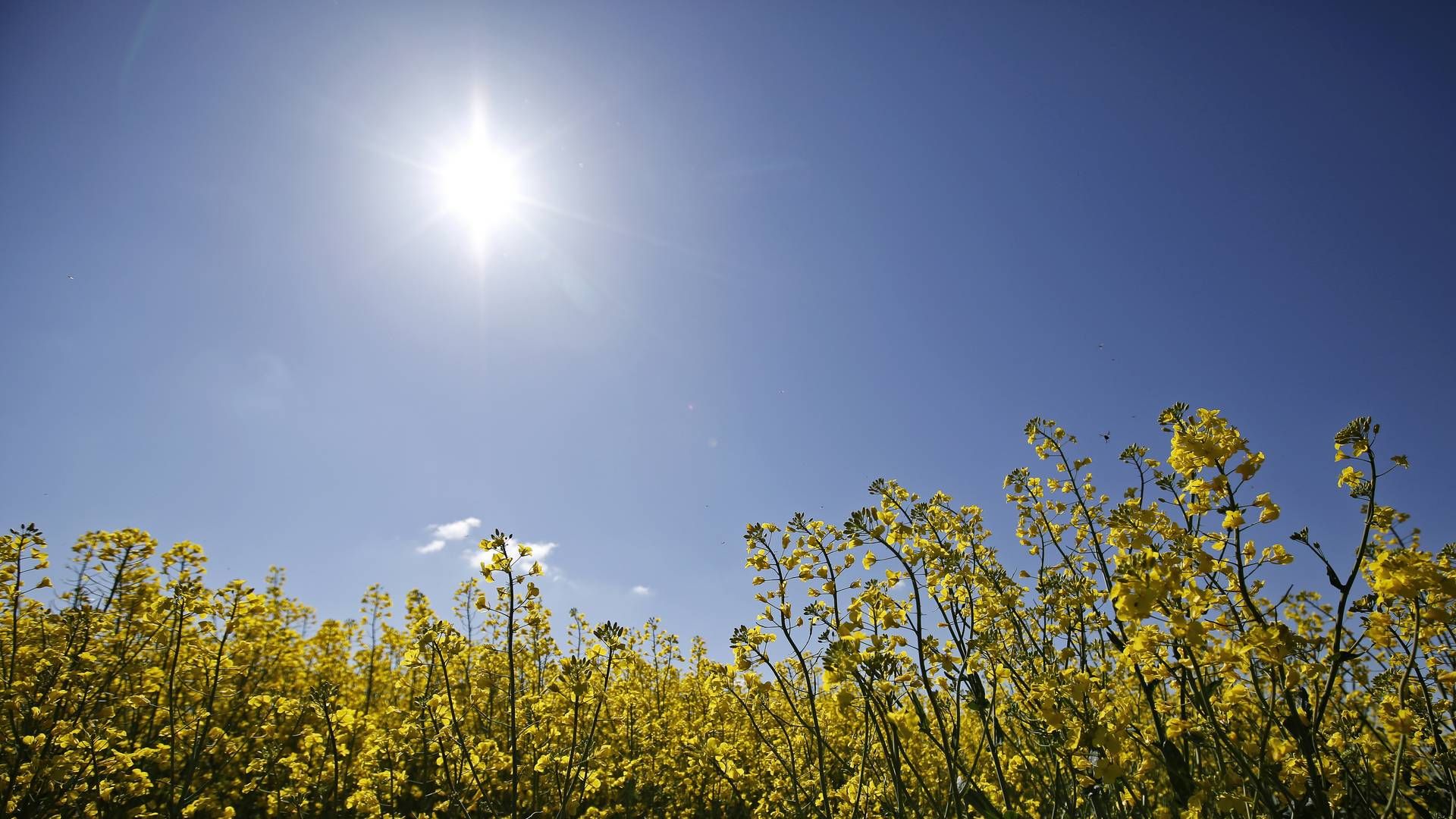 Sommeren betyder, at AdvokatWatch udkommer med lidt færre daglige artikler end normalt. | Foto: Jens Dresling