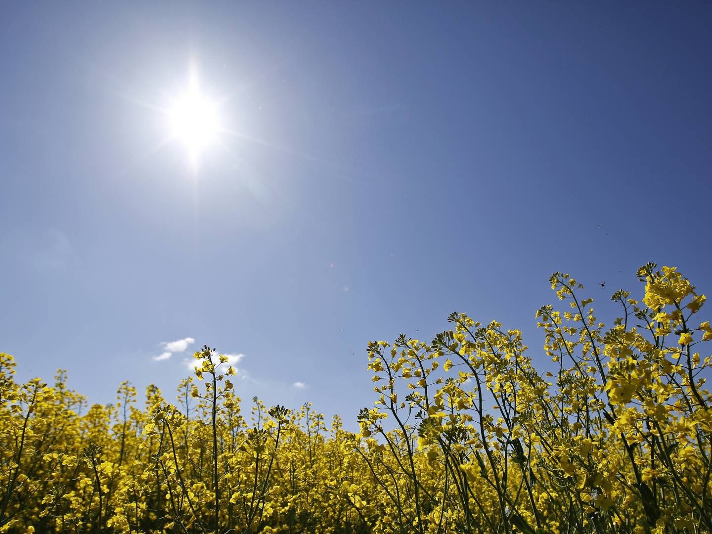 Sommeren betyder, at AdvokatWatch udkommer med lidt færre daglige artikler end normalt. | Foto: Jens Dresling