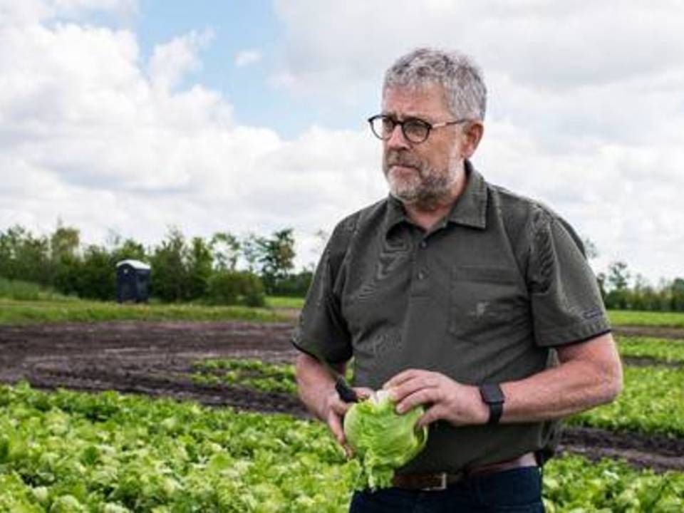 Axel Månsson er landets største producent af økologiske grøntsager og udvider løbende produktionen, mens han på længere sigt venter at indstille produktionen af konventionelt grønt. | Foto: Marie Ravn