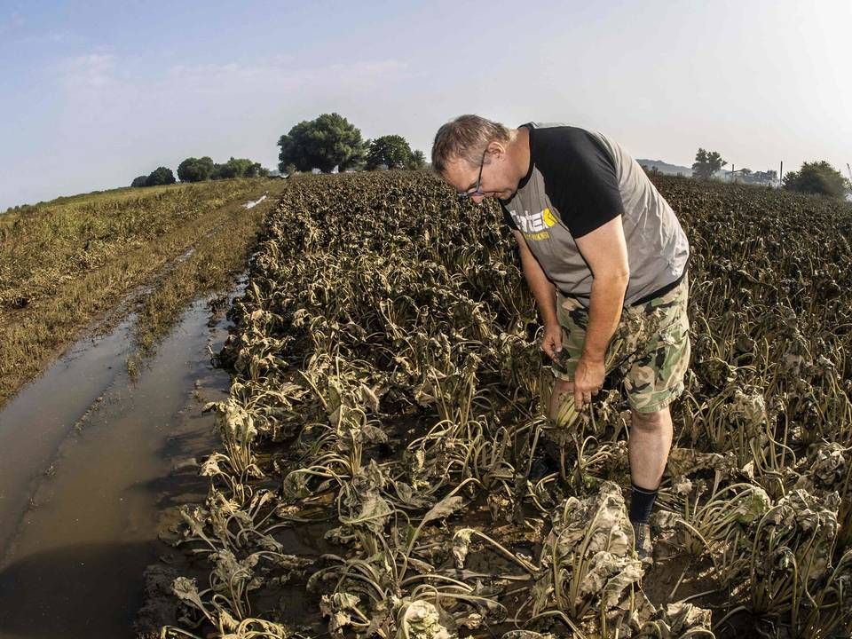 En hollandsk landmand ser nærmere på sine afgrøder, efter enorme regnskyld har druknet hans marker. | Foto: Vincent Jannink/AFP / ANP