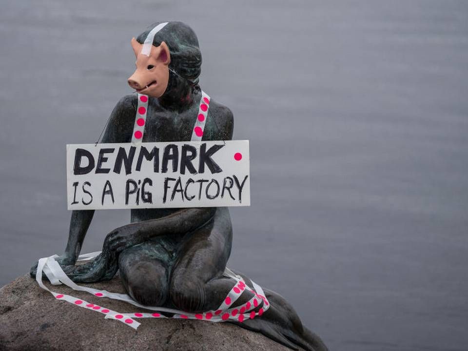 I januar 2020 stod Veganerpartiet bag en happening på Langelinie i København, hvor Den Lille Havfrue blev klædt ud som en gris. Det var en protest mod pladsforholdene i dansk svineproduktion. | Foto: Liselotte Sabroe/Ritzau Scanpix