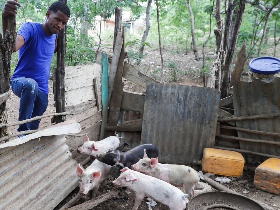 Jose Tejada fra La Cienaga i Dominikanske Republik holder øje med sine svin, efter det er meldt ud, at titusinder af grise skal slagtes. Billedet taget 1. august 2021. | Foto: Ricardo Rojas/Reuters/Ritzau Scanpix