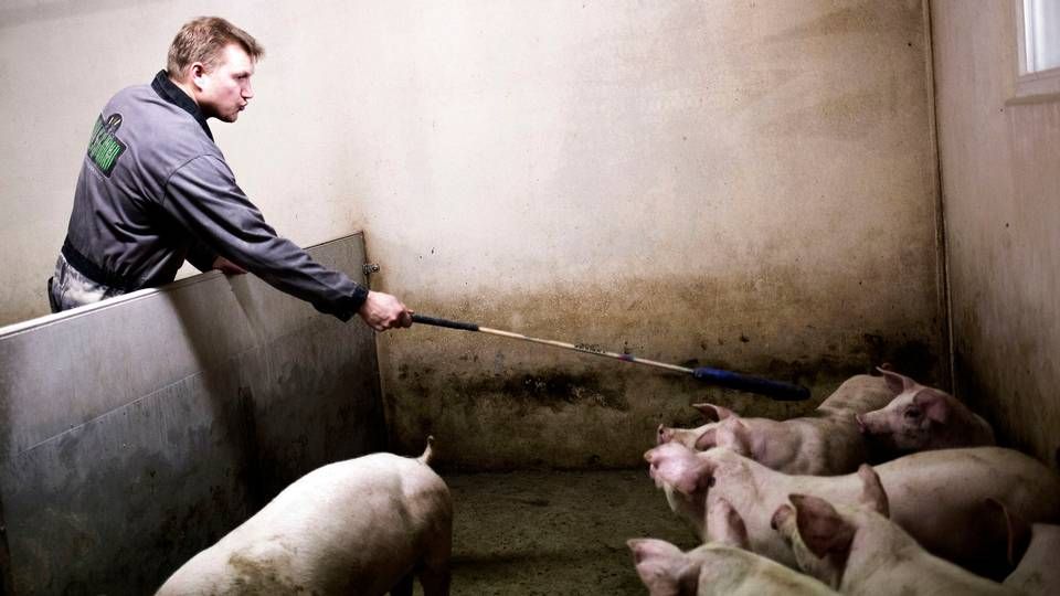 Preben Bjerregaard er en af de største svineproducenter på Bornholm. | Foto: Janus Engel/Ritzau Scanpix